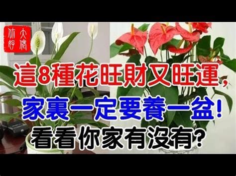 永生花會影響風水